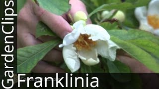 Franklin Tree Rare tree extinct in the wild  Franklinia alatamaha [upl. by Alemat684]