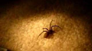 Brown Recluse Spider [upl. by Karyn273]