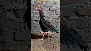 9 months aseel viralvideo aseelmurga pets petsvlog ytshortsvideo shorts trend trending [upl. by Buttaro]