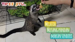 Cara melatih musang pandan belajar makan sendiri [upl. by Etnomaj]