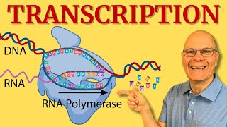 Transcription What Every AP Bio Student NEEDS to Know [upl. by Robi]