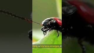 The Critical Beetle Larval Phases shorts beetles insects [upl. by Alodi]