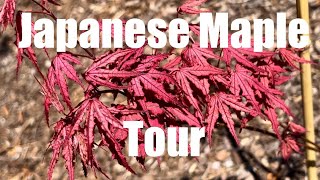 Japanese Maple Cultivar Walkthrough April [upl. by Eivla443]