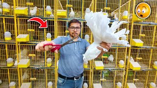 Trimming Indian Fantail Pigeons for Breeding  Tail Trimming 👍😳 [upl. by Etessil715]