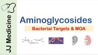 Aminoglycosides  Bacterial Targets Mechanism of Action Side Effects [upl. by Gerick258]