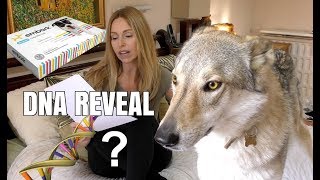 DOG DNA REVEAL  CZECHOSLOVAKIAN WOLFDOG  surprising result [upl. by Adia]