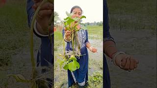 আজ পুকুর থেকে কচুরিপানা ☘️গাছ তুলে আনলাম বাড়িতে লাগাবো বলে 😀 water hyacinth ☘️shorts waterplant [upl. by Resneps]