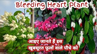 Bleeding Heart flower vine How to grow and care growingtips gardening bleedingheart [upl. by Joyann]