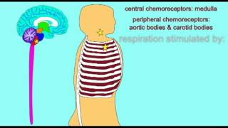 AP2 EXAM 2 CONTROL OVER RATE OF RESPIRATIONavi [upl. by Epperson273]