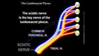 Lumbosacral Plexus  Everything You Need To Know  Dr Nabil Ebraheim [upl. by Rizzi]