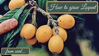 How to grow loquat tree from seed  Μουσμουλιά από σπόρο [upl. by Nitsirc]