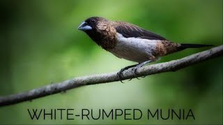 White rumped munia [upl. by Richards]