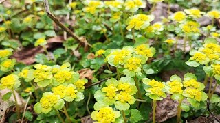 Foraging for early spring grees 5 delicious ways to eat golden saxifrage [upl. by Lowrie]