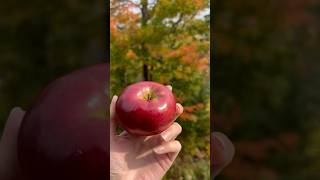 Fall apple picking🍎 bayfieldapplefest appleorchard bayfieldwi seacaves truckcamping [upl. by Alano285]