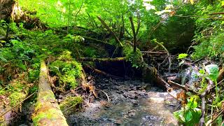 Geräusche der Natur Das Rauschen eines Baches und der Gesang der Vögel Relax ASMR [upl. by Ahgiel]