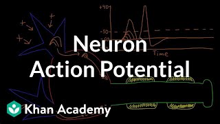 Neuron action potential description  Nervous system physiology  NCLEXRN  Khan Academy [upl. by Gorski413]