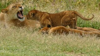 Lion Pride with Cubs amp Incredible Wildebeest Migration [upl. by Sivia977]