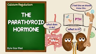 The Parathyroid Hormone  PTH  Calcium Regulation  Endocrine Physiology [upl. by Ybanrab]