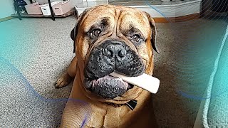 164lb Bullmastiff Enjoying Life [upl. by Ardnahc487]