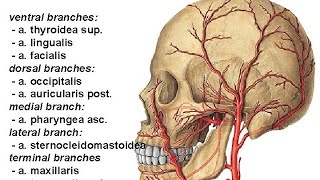 A Carotis externa Tashqi uyqu arteriyasi [upl. by Zwiebel]