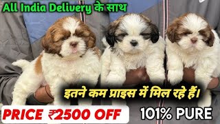 Shih Tzu Dog Price In India 2024  Shih Tzu Dog Price And Monthly Cost  Shih Tzu dog [upl. by Christiana484]