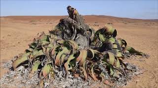 Welwitschia mirabilis [upl. by Lona310]