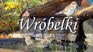 Wróble w kąpieli  Passer domesticus [upl. by Rodgiva978]