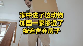 家中进了这动物 加国一家惨透了 被迫舍弃房子 [upl. by Ellen]