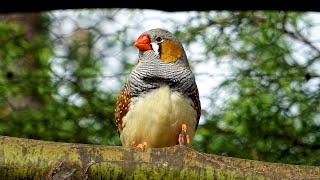 Zebrafinken beim Baden mit Besuch von Rosellas Nymphensittichen und Wachteln [upl. by Irrac]