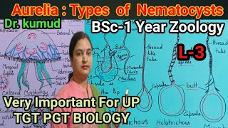 Aurelia Types Of Nematocysts NematocystStructureL3 Zoology BSc1st Year UP TGT PGT BIOLOGY [upl. by Emya]