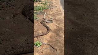 செடியை சுற்றிக்கொண்டு துடித்த பாம்பு enathuaran bigsnake snake [upl. by Pepi15]