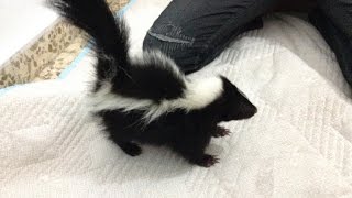 Baby skunk Stripey playing [upl. by Gnivri521]