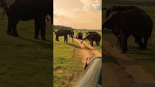 මින්නේරියේ අලි ගැටුම් WILD ELEPHANT ATTACK IN MINNERIYA nature travel elephant wildlife [upl. by Wivinah]