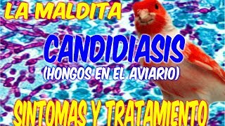 LA MALDITA CANDIDIASIS SINTOMAS Y TRATAMIENTO [upl. by Stanway]