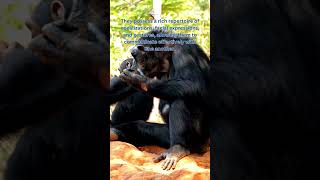 Chimpanzees Communication Skills Shorts [upl. by Lordan]