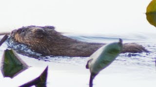 Muskrat activities in water swimming diving eating grooming [upl. by Annoved]