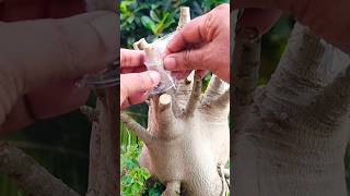 adenium grafting music rap lyrics newsong song bougainvillea flowers shortsvideo [upl. by Akinohs610]