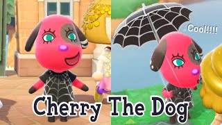 Cherry The Dog Sisterly Villager Animal Crossing New Horizons ACNH [upl. by Ayrb]