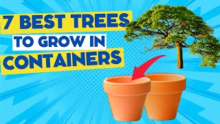 7 Best Trees to Grow in Pots or Containers [upl. by Annayram]