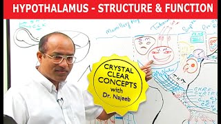 Hypothalamus  Structure and Function  Neuroanatomy [upl. by Major]