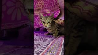 shorts cat catlover ytshorts trending [upl. by Cirad]