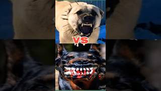 tibetan mastiff vs kangal vs dober man vs dog argentino vs wolf [upl. by Inaliel]