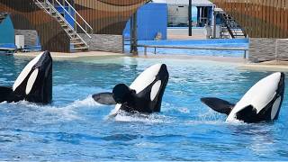 Orca Encounter Full Show  SeaWorld Orlando  July 13 2024 [upl. by Jehias]