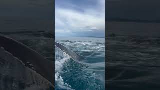 Humpback Whale glides under kayakers  kaikourakayaks humpbackwhale kaikouranz [upl. by Line]