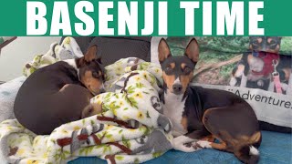 Basenji Time [upl. by Donelson]