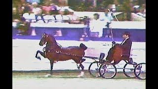 1995 Hackney Pony World Grand Championship [upl. by Anairda]