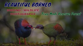 BEAUTIFUL BORNEO  Mt Trusmadi  Wildlife  Bird Photography [upl. by Prudie]