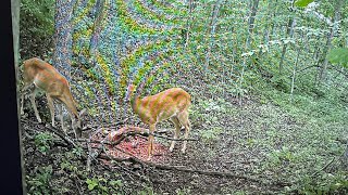 Checkin cams in KY Deer season prep ​Kentucky deer season prep [upl. by Amsirahc782]