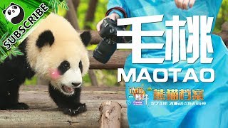 【Panda Scanning】Ep11 Descendant Of The Olympic Big Name MaoTao  iPanda [upl. by Graubert]