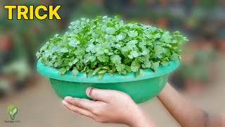 SECRET EXPERIMENT TO GROW ENORMOUS CILANTRO AT HOME  GROWING CORIANDER [upl. by Nerradal536]